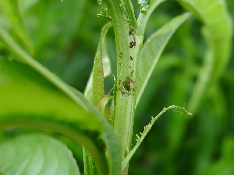 PfirswPfirP1010448MU 4zu3.JPG